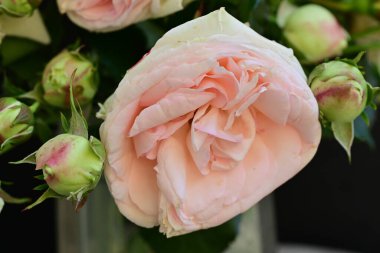 Koyu arkaplanda güzel pembe güller