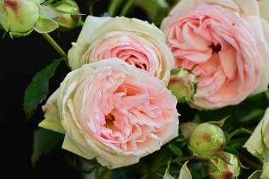 Koyu arkaplanda güzel pembe güller