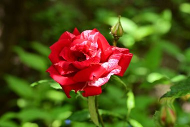 Yaz bahçesinde açan güzel çiçekler, doğa konsepti arka planı.