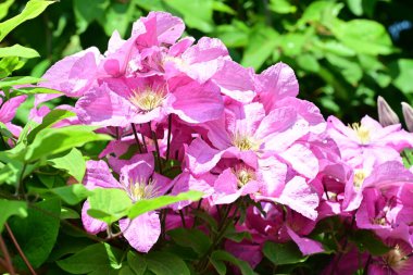 Yaz bahçesinde açan güzel çiçekler, doğa konsepti arka planı.