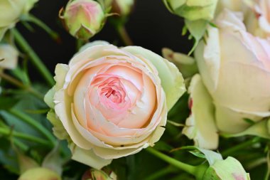 Koyu arkaplanda güzel pembe güller