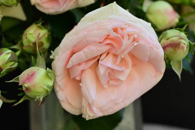 Koyu arkaplanda güzel pembe güller