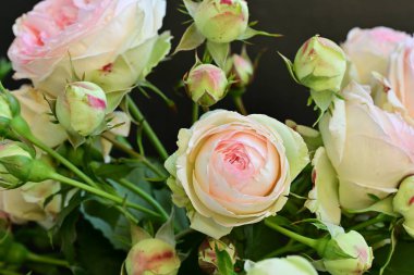 Koyu arkaplanda güzel pembe güller