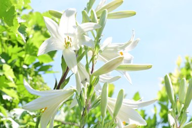 Yaz bahçesinde açan güzel çiçekler, doğa konsepti arka planı.