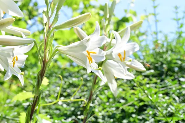Yaz bahçesinde açan güzel çiçekler, doğa konsepti arka planı.