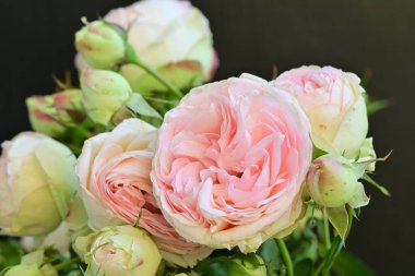 Koyu arkaplanda güzel pembe güller