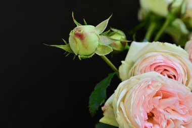 Koyu arkaplanda güzel pembe güller