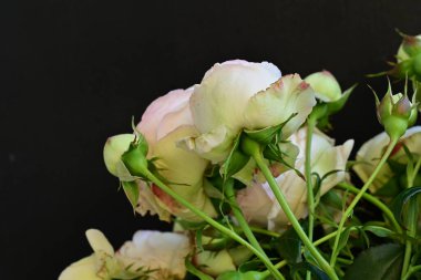 Koyu arkaplanda güzel pembe güller