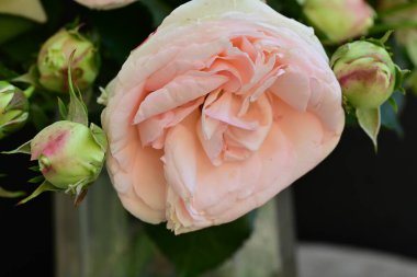 Koyu arkaplanda güzel pembe güller