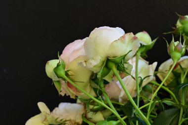 Koyu arkaplanda güzel pembe güller