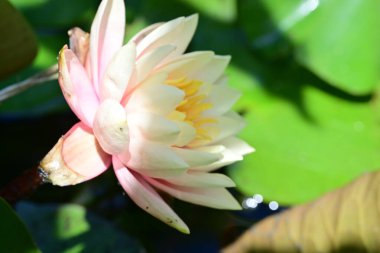 Yaz bahçesinde açan güzel çiçekler, doğa konsepti arka planı.