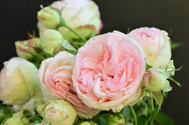 Koyu arkaplanda güzel pembe güller