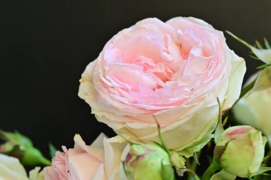 Koyu arkaplanda güzel pembe güller