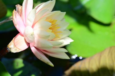 Yaz bahçesinde açan güzel çiçekler, doğa konsepti arka planı.