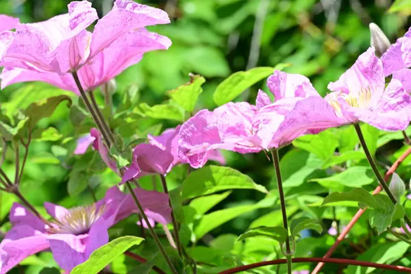 Yaz bahçesinde açan güzel çiçekler, doğa konsepti arka planı.