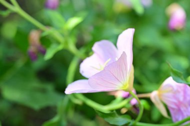 Yaz bahçesinde açan güzel çiçekler, doğa konsepti arka planı.