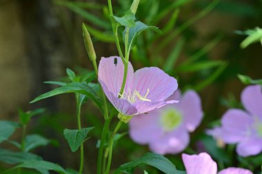 Yaz bahçesinde açan güzel çiçekler, doğa konsepti arka planı.