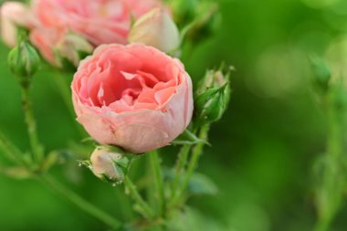 Koyu arkaplanda güzel pembe güller