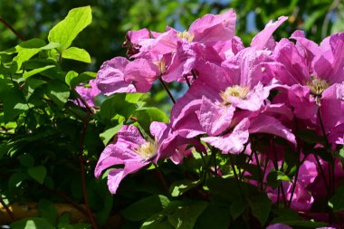 Bahçedeki güzel çiçekler. 