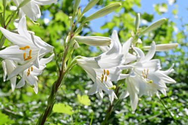 Bahçedeki güzel çiçekler. 