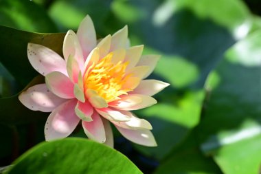 Gölette büyüyen nilüfer çiçeği