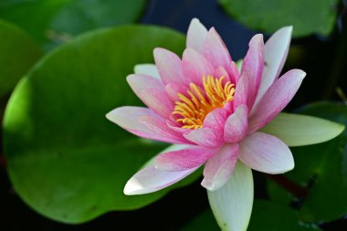 Gölette büyüyen nilüfer çiçeği