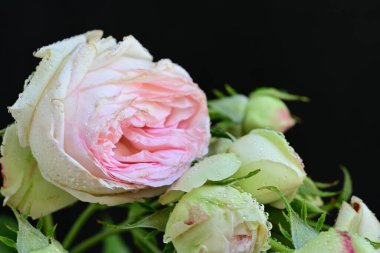 Arka planda güzel çiçekler, kapat