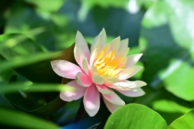 Gölette büyüyen nilüfer çiçeği