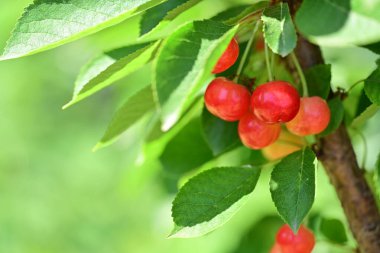 Olgun kırmızı böğürtlenleri bir dala yakın.  
