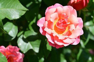 Yumuşak gül yapraklarının ince dokuları