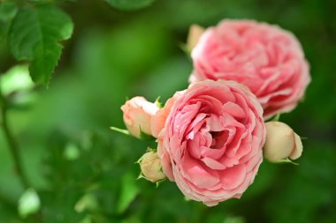 Yumuşak gül yapraklarının ince dokuları