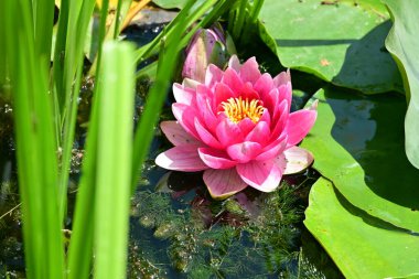 Gölette büyüyen nilüfer çiçeği