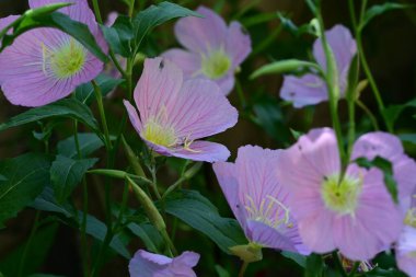 Bahçedeki güzel çiçekler. 