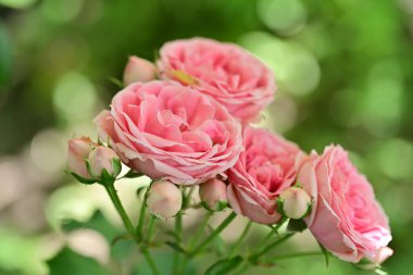 Sakince çiçek açan gül çalısı