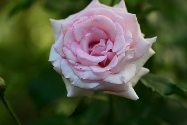 Yumuşak gül yapraklarının ince dokuları