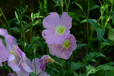 Bahçedeki güzel çiçekler. 