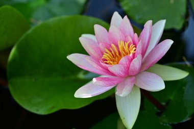 Gölette büyüyen nilüfer çiçeği