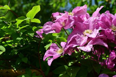 Bahçedeki güzel çiçekler. 