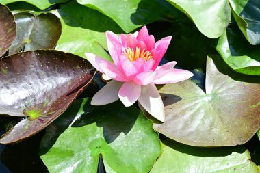 Gölette büyüyen nilüfer çiçeği