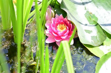 Gölette büyüyen nilüfer çiçeği