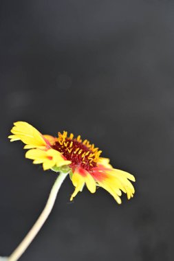 Siyah üzerine sarı çiçeğin yakın çekimi
