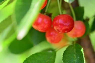 Olgun kırmızı böğürtlenleri bir dala yakın.  