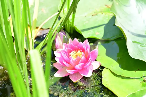 Gölette büyüyen nilüfer çiçeği