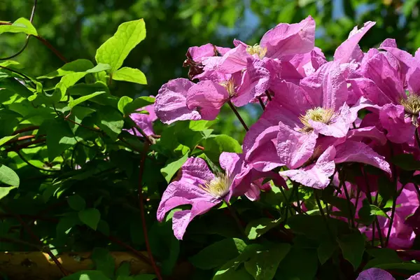 Bahçedeki güzel çiçekler. 