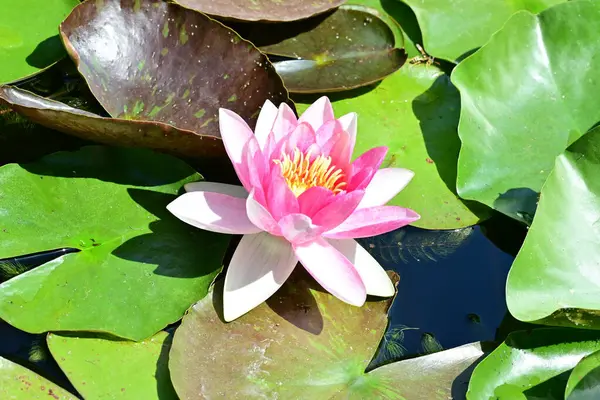 Gölette büyüyen nilüfer çiçeği