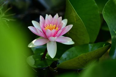 Gölette büyüyen nilüfer çiçeği