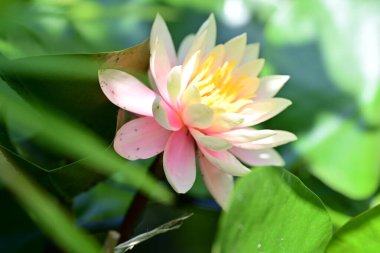 Gölette büyüyen nilüfer çiçeği