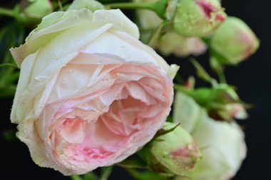 Sakince çiçek açan gül çalısı