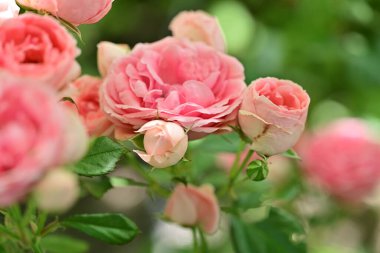 Sakince çiçek açan gül çalısı