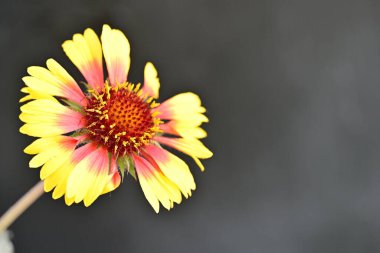 Bahçede güzel çiçek closeup